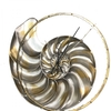 Дизайнерские часы Fibonacci - 2